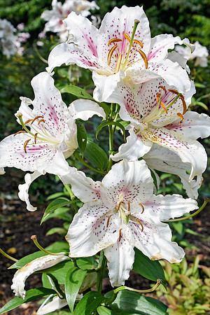 Buckingham Palace Gardens 117
