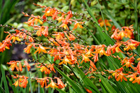 Buckingham Palace Gardens 118