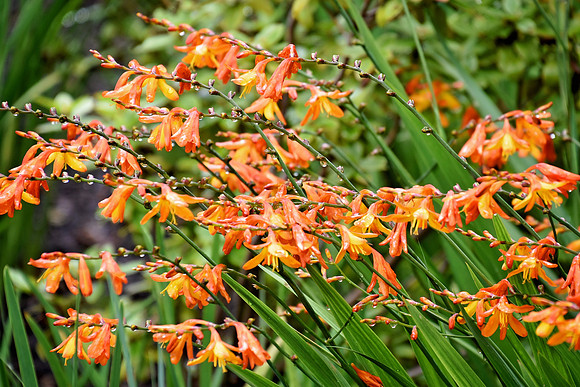 Buckingham Palace Gardens 118