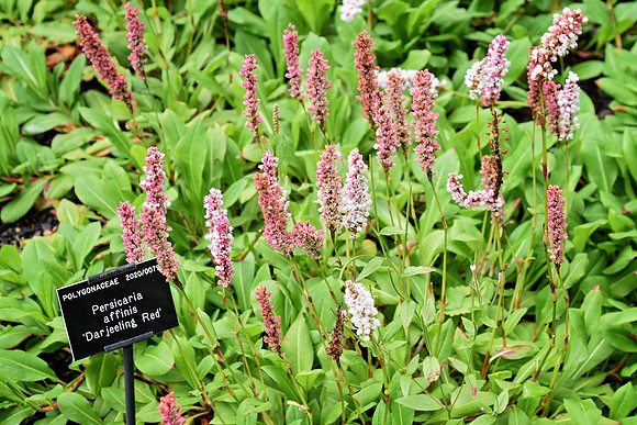 Buckingham Palace Gardens 120