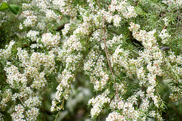 Buckingham Palace Gardens 121