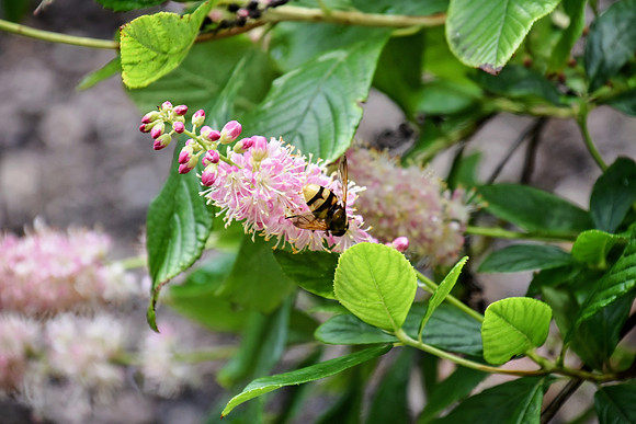Buckingham Palace Gardens 124