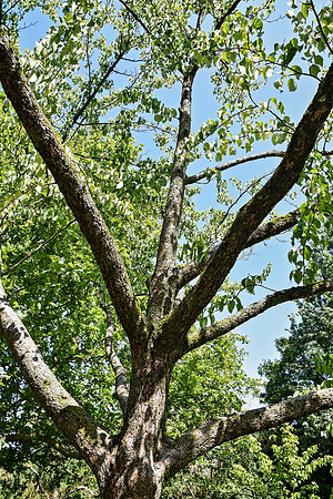 Buckingham Palace Gardens 143