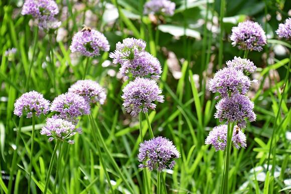 Buckingham Palace Gardens 161
