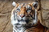 London Zoo0003