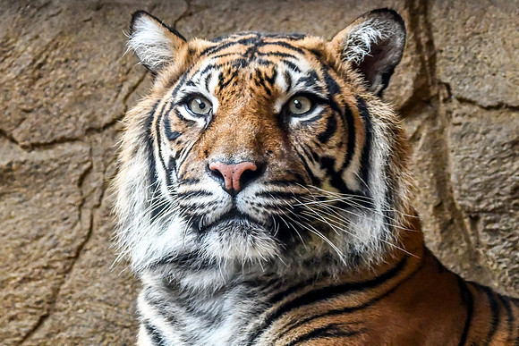 London Zoo0003