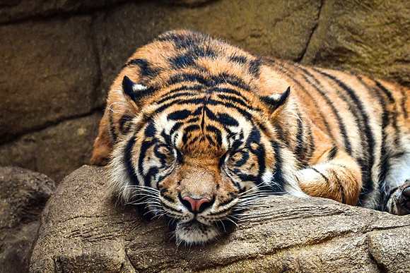 London Zoo0002