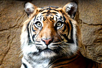 London Zoo0005