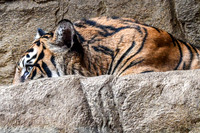 London Zoo0001
