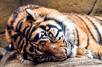 London Zoo0006