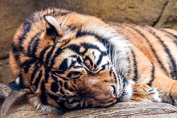 London Zoo0006