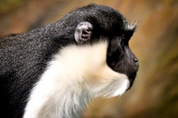 London Zoo0008