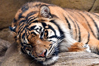London Zoo0007