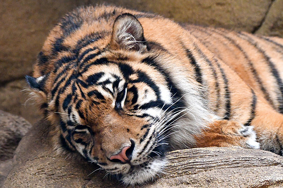 London Zoo0007