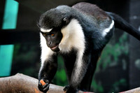 London Zoo0009