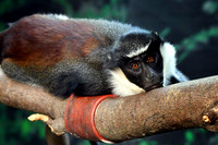 London Zoo0010