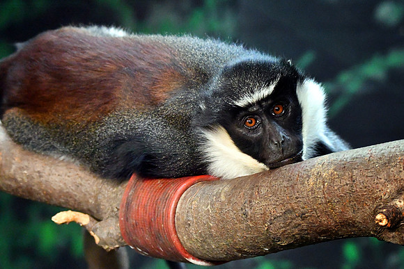 London Zoo0010
