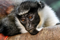 London Zoo0011