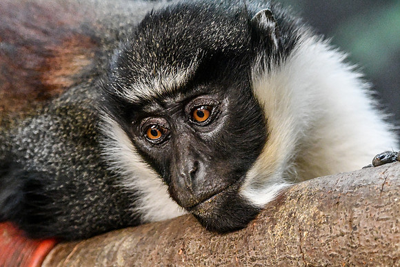 London Zoo0011