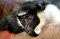 London Zoo0012