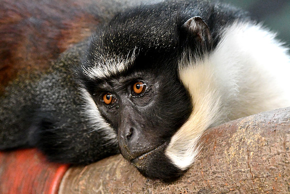 London Zoo0012