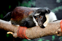 London Zoo0013