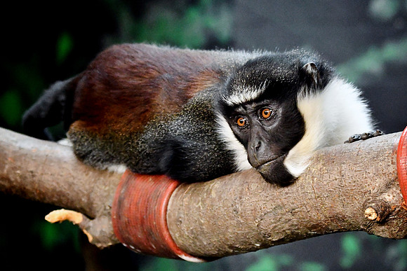 London Zoo0013