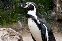 London Zoo0015