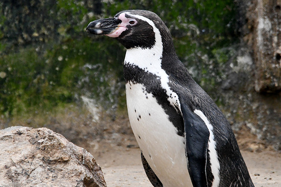 London Zoo0015