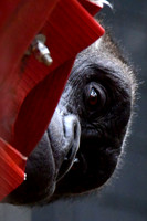 London Zoo0014