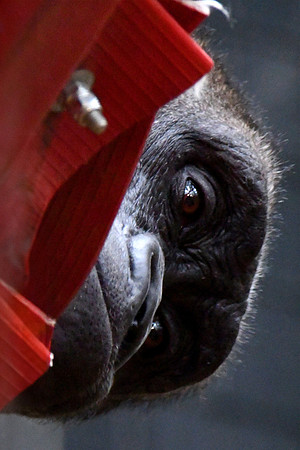 London Zoo0014
