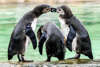 London Zoo0017