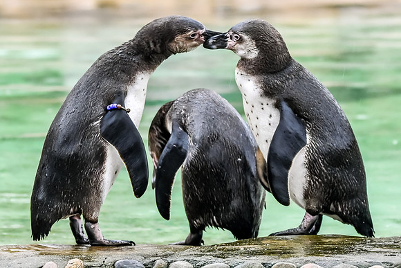 London Zoo0017
