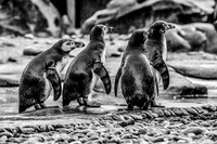 London Zoo0016