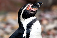 London Zoo0020