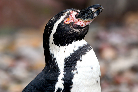 London Zoo0020