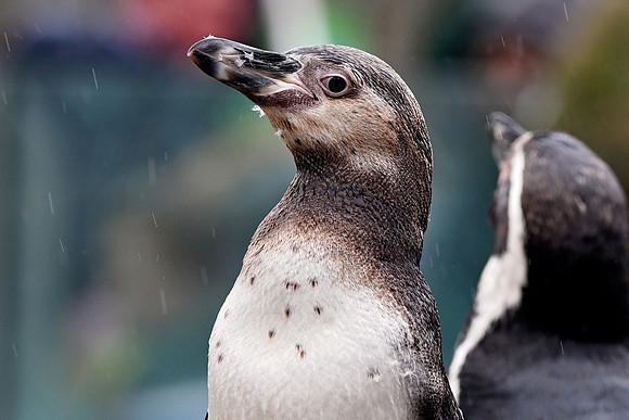 London Zoo0018