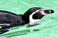 London Zoo0019