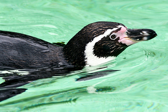 London Zoo0019