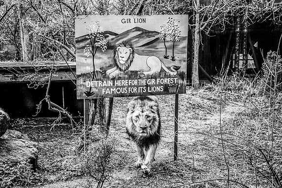London Zoo0021