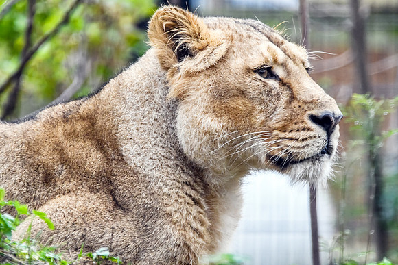 London Zoo0023