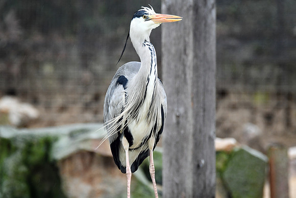 London Zoo0022
