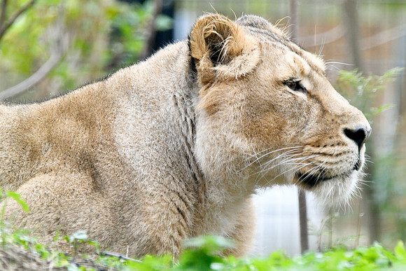 London Zoo0024