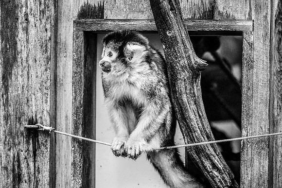 London Zoo0025