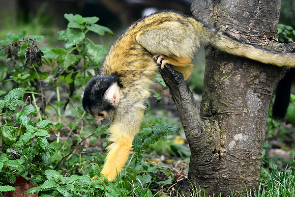 London Zoo0026