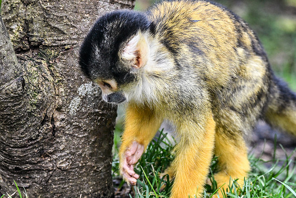 London Zoo0027