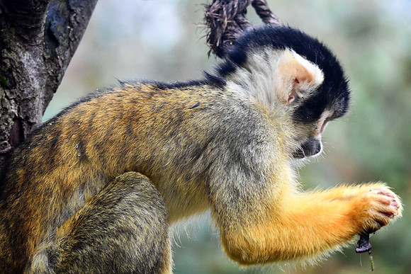 London Zoo0028