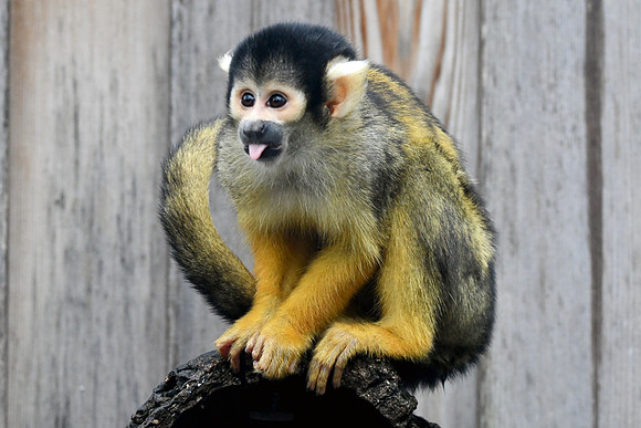 London Zoo0031