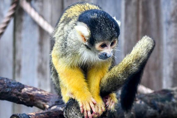 London Zoo0030