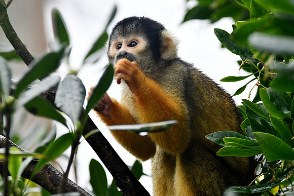 London Zoo0029